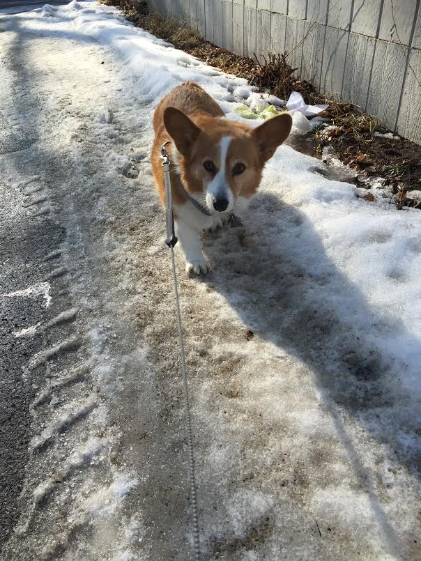 Joy of Pets Professional InHome Pet Sitting In Minneapolis