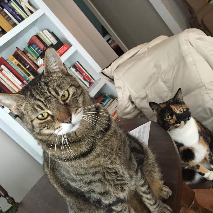 Joy of Pets Professional InHome Pet Sitting In Minneapolis