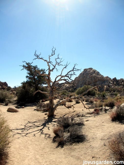 Our Visit to Joshua Tree National Park