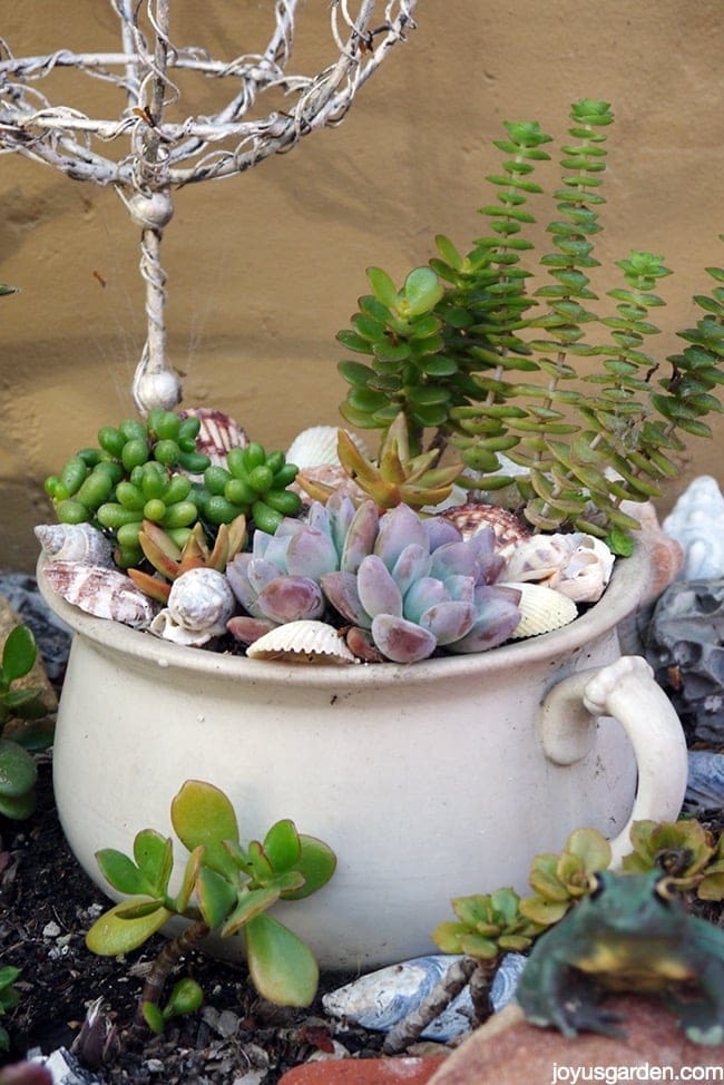 Ask Nell Planting Succulent Cuttings