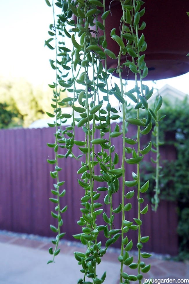 Fishhooks Senecio This Trailing Succulent Is So Easy to Grow