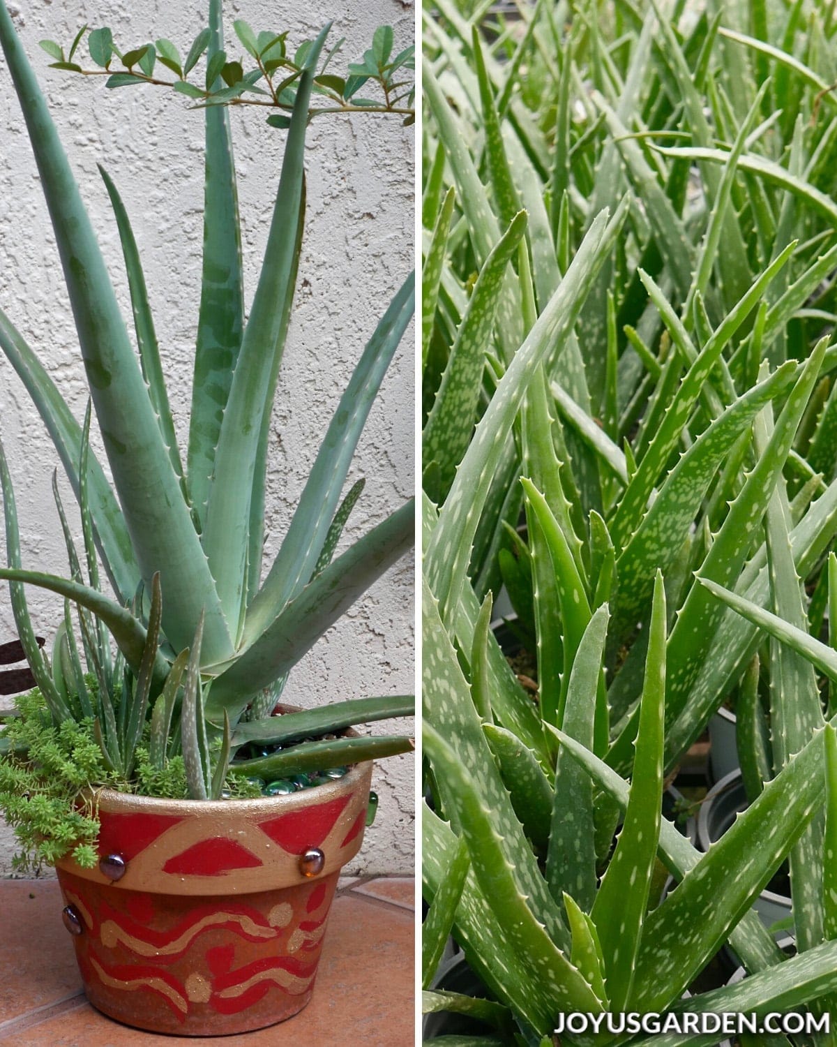 How to Care for an Aloe Vera Plant Joy Us Garden