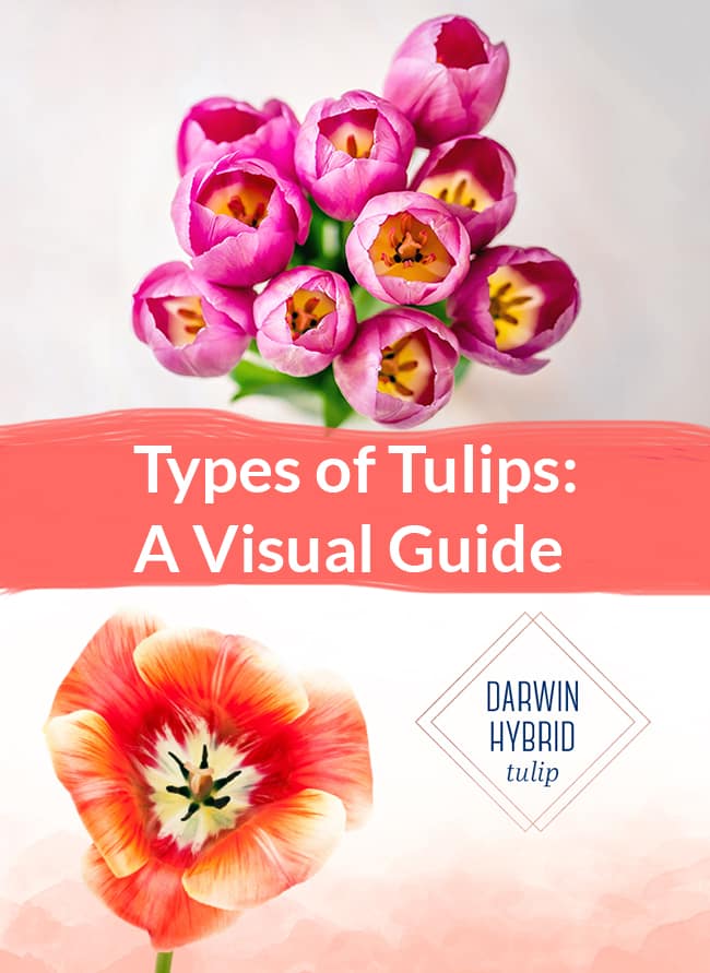 A Visual Guide to Tulips Joy Us Garden