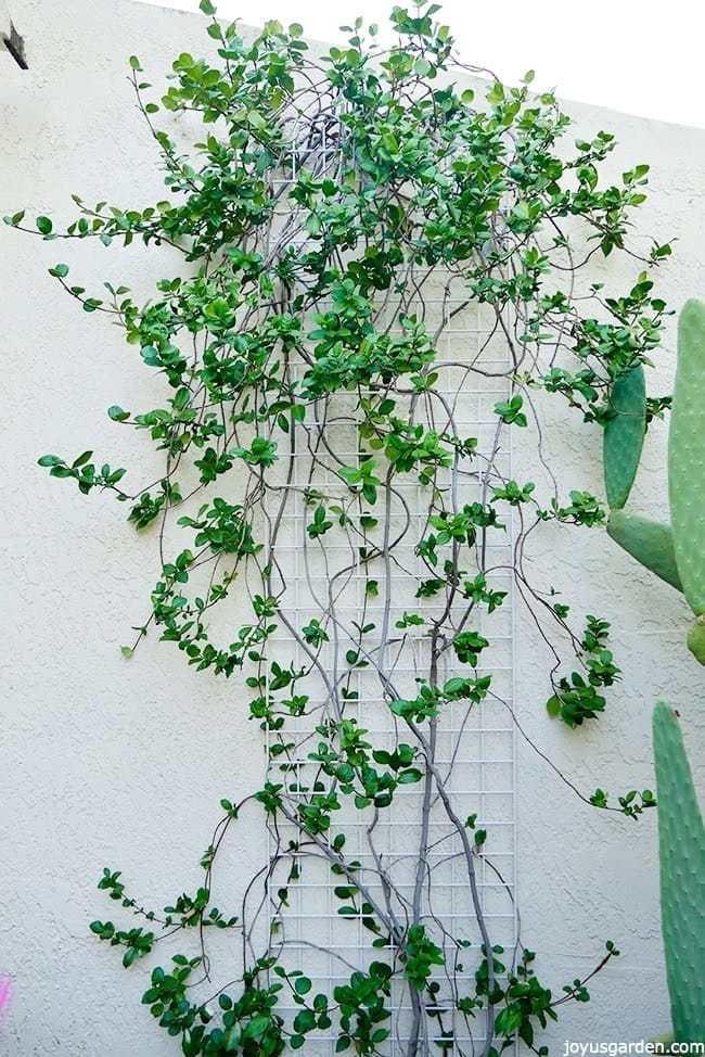 Pruning & Shaping My Star Jasmine Vine In Fall