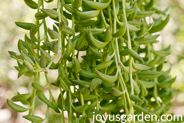 What You Need To Know About Growing A String Of Bananas Houseplant