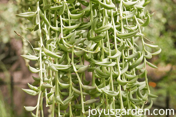 Growing a String Of Bananas Houseplant What You Need To Know