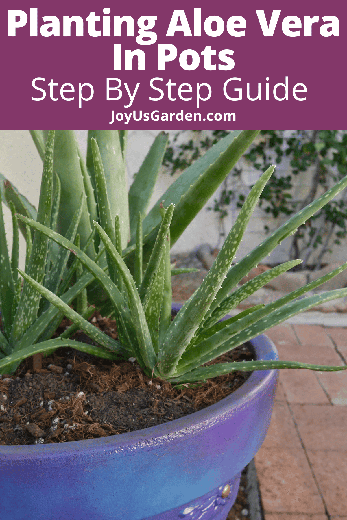 Planting Aloe Vera In Pots (And The Potting Mix to Use)