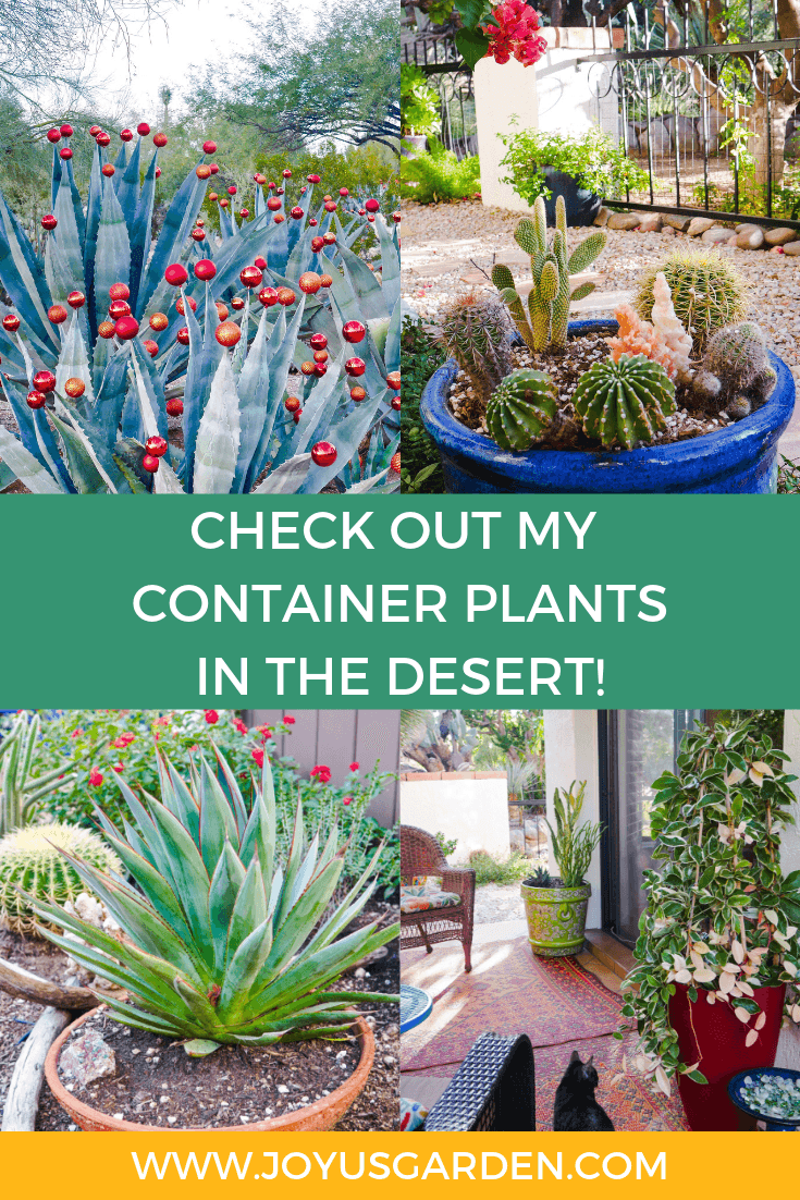Alicia Mistry Best Flowers For Pots In Arizona / Take A Tour Of My