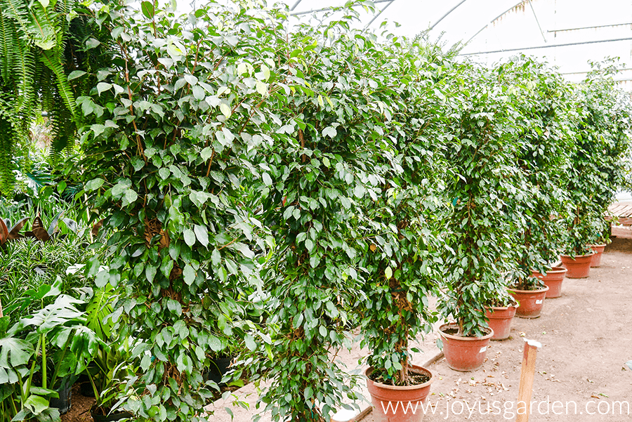 A Guide To Watering Indoor Plants Joy Us Garden