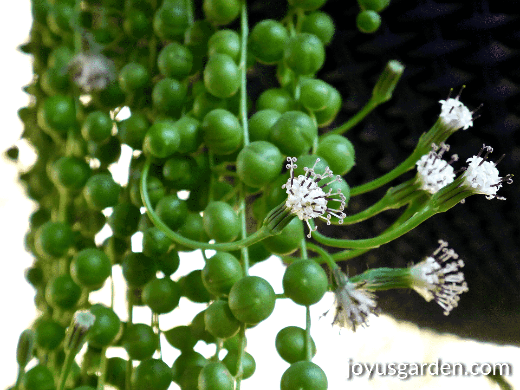 String Of Pearls Plant 10 Reasons Why Yours Isn't Growing Indoors