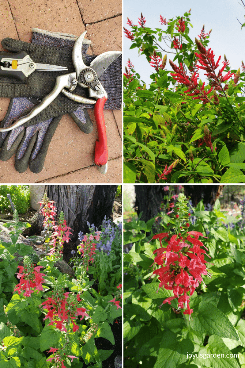 Pruning Salvias How To Prune 3 Different Types of Salvias