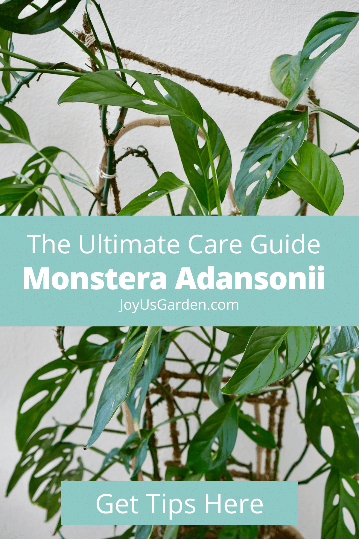 Monstera Adansonii Care Growing A Swiss Cheese Vine (2024)