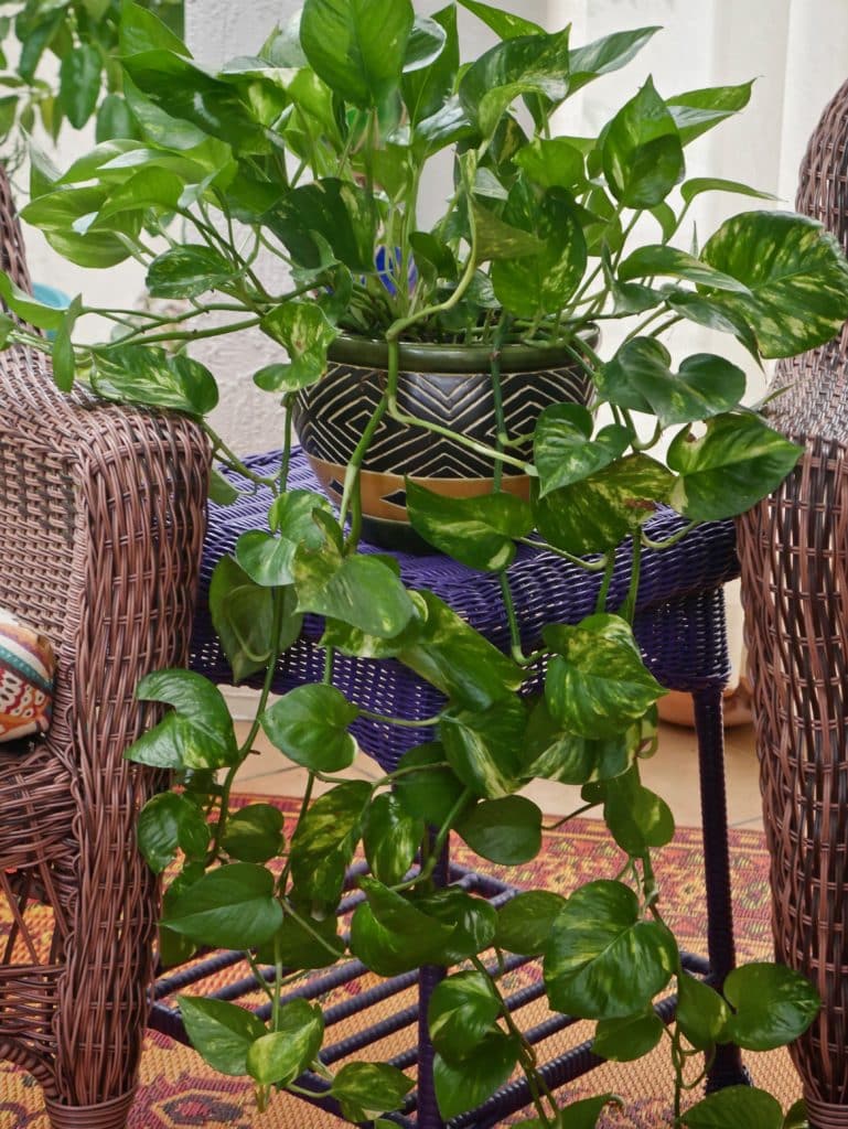 10 Best Low Light Indoor Plants that Are Easy to Care for!