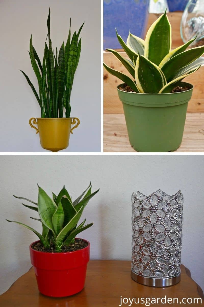 Repotting Snake Plants Easy Tips for Transplanting Snake