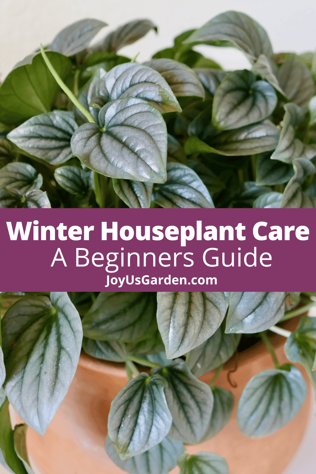 Indoor Plants In Winter Keeping Your Indoor Plants Alive