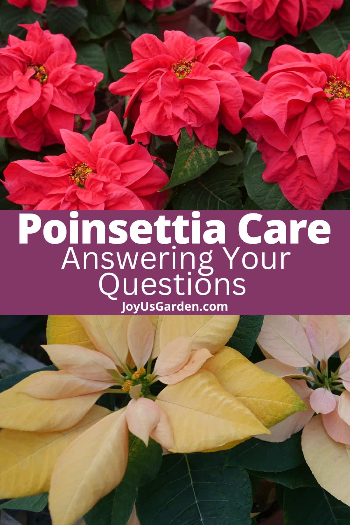 Questions About Poinsettia Care Answering Your FAQs