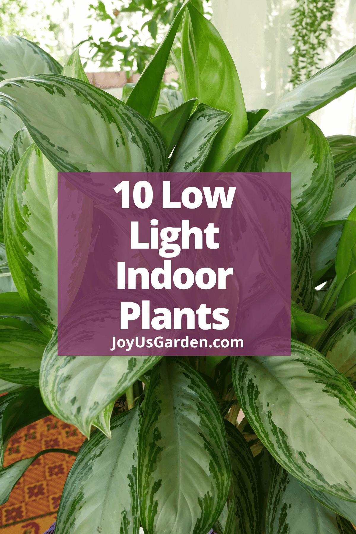10 Best Low Light Indoor Plants (Easy Care & Low Maintenance)
