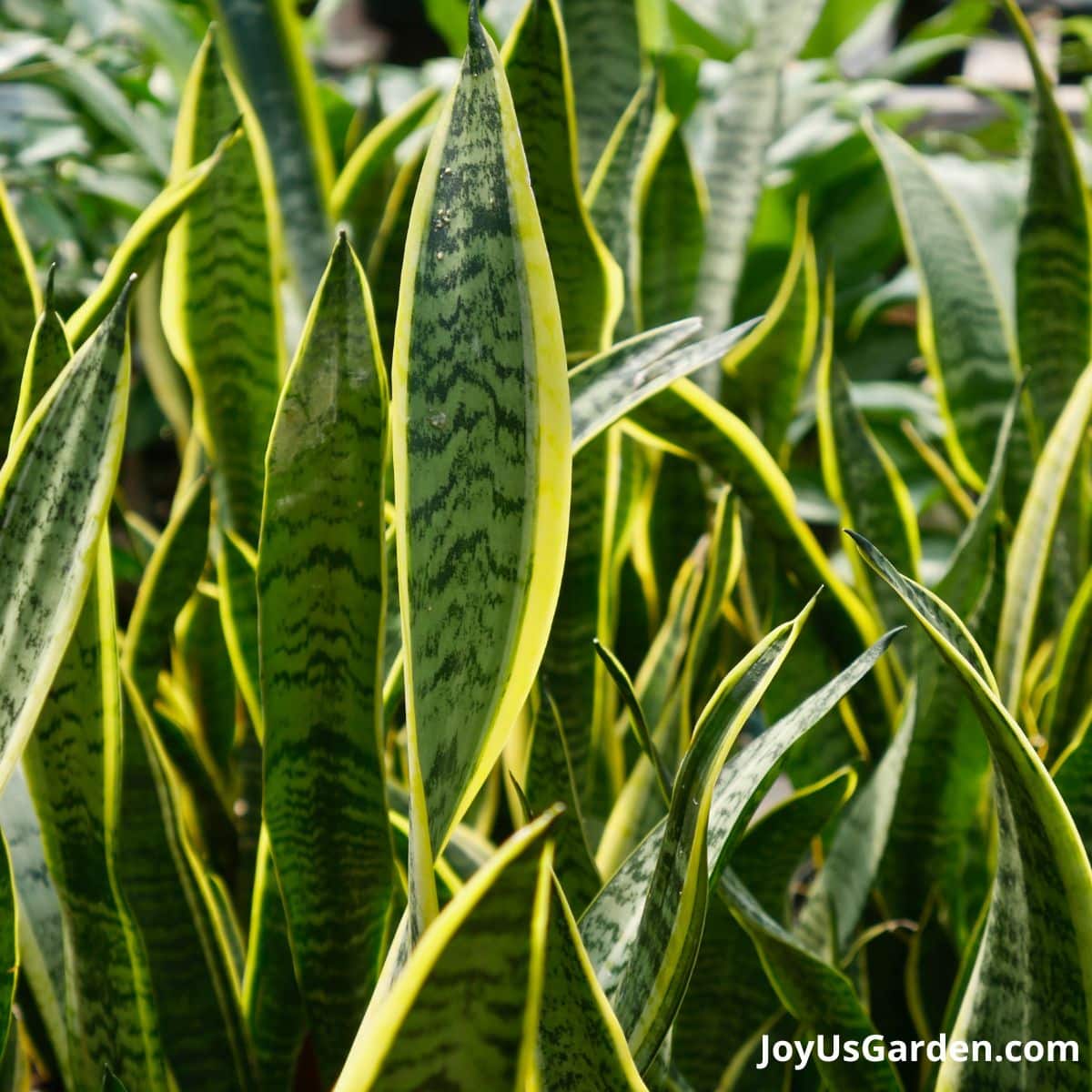 Types Of Snake Plants 5 Awesome Sansevierias + Key Care Tips
