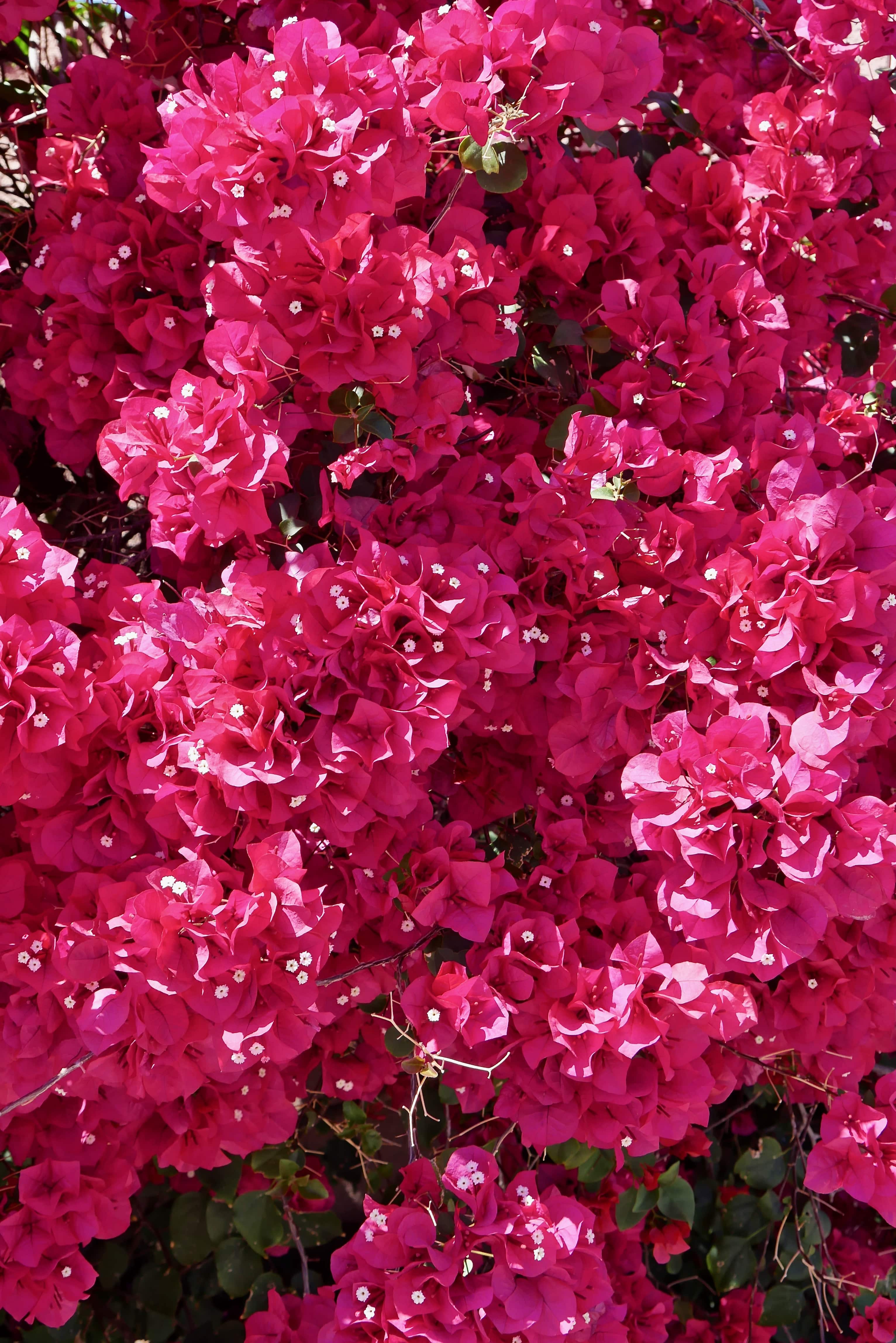 Mastering Bougainvillea Care A Bougainvillea Tutorial Home Garden Trends