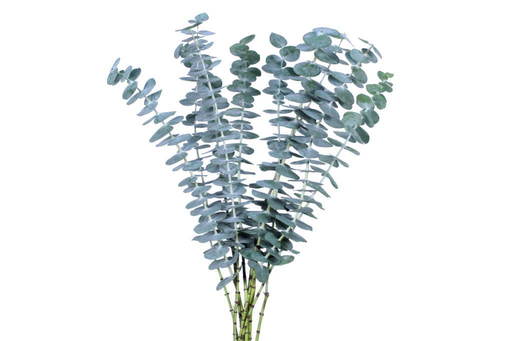 Baby Blue Eucalyptus Bulk 100 stems J R Roses Wholesale Flowers