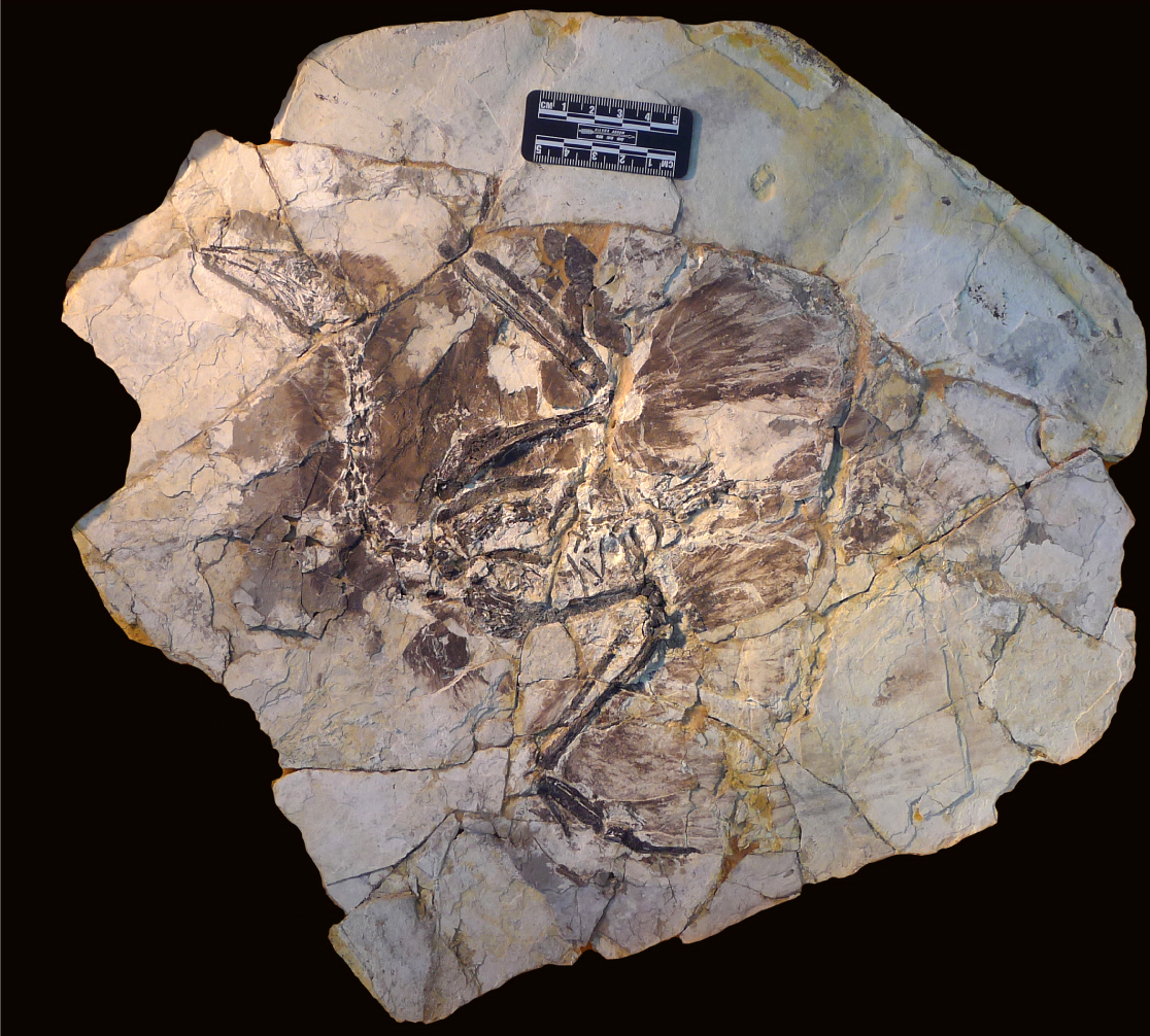 UT Austin Study Raises Question Why are Fossilized Hairs so Rare