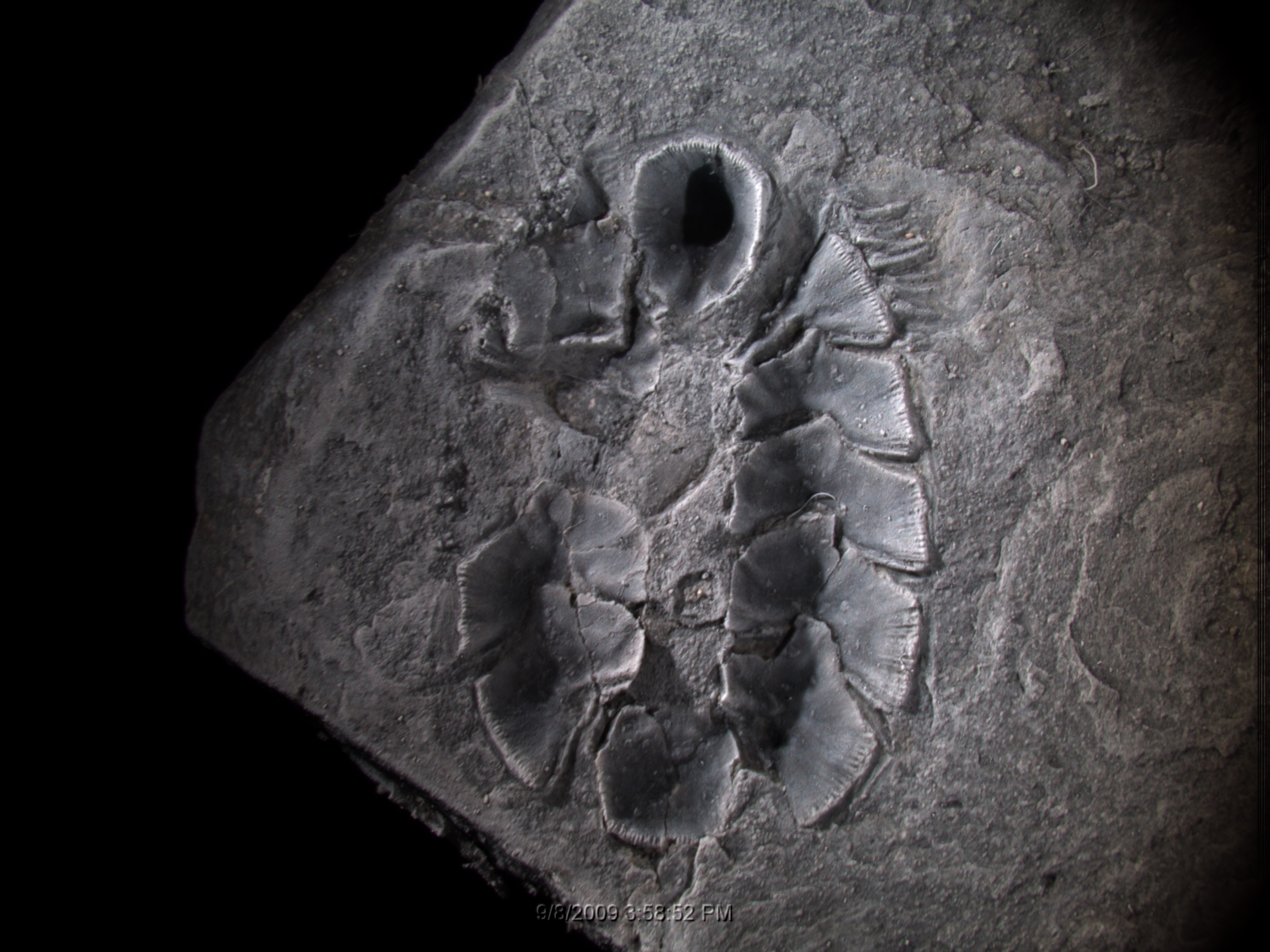 CT Scan and 3D Print Help Scientists Reconstruct an Ancient Mollusk