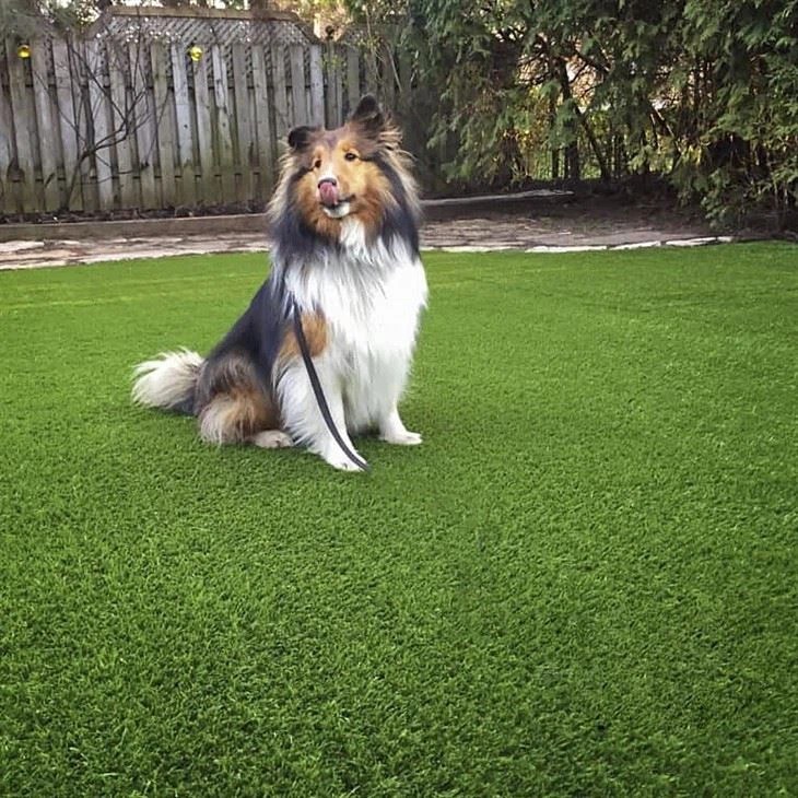 Does Dog Pee Affect Fake Grass? Industry Knowledge News
