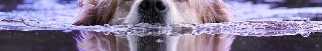 Water Intoxication in Dogs Causes, Treatment and Prevention Jug Dog