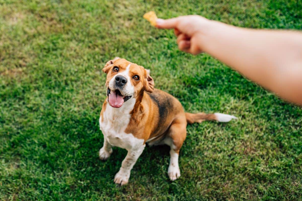 How do I train my dog not to eat everything outside?