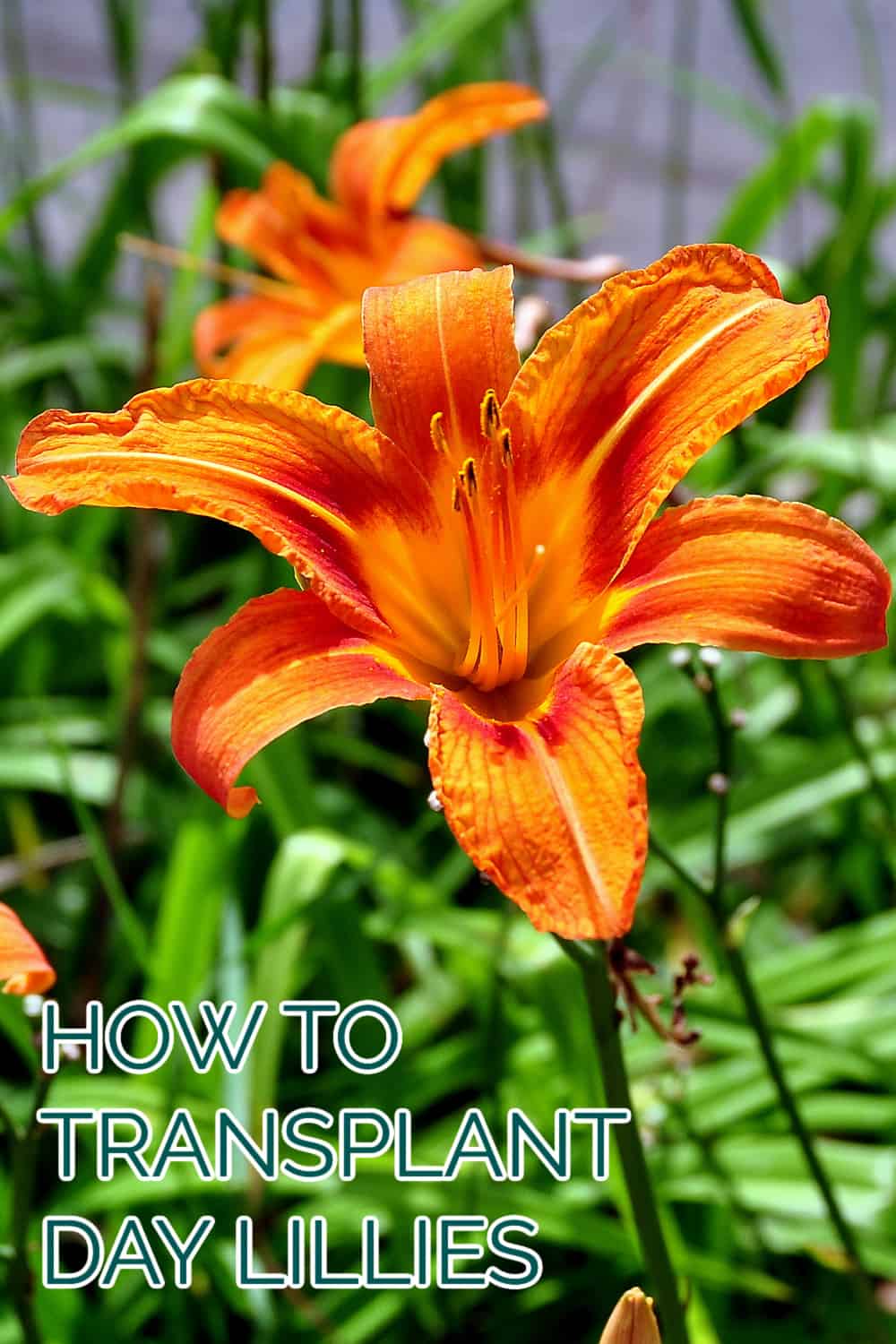 Let Me Show You How to Transplant Daylilies Juggling Act Mama