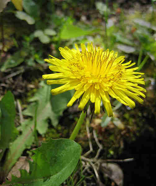 Dandelion Juice Guide to juicing dandelions. Health benefits of