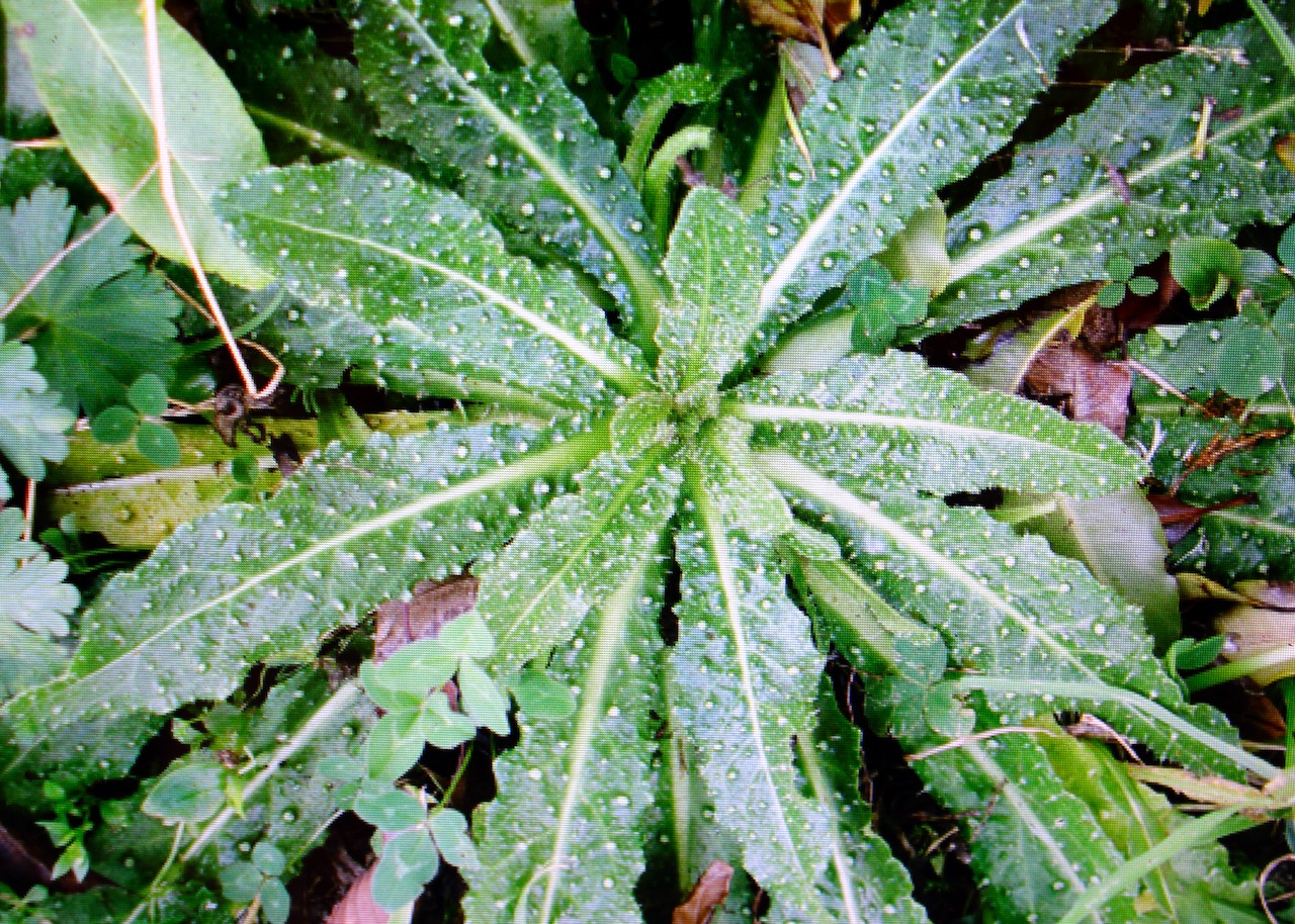 Edible Weeds List Julia's Edible Weeds