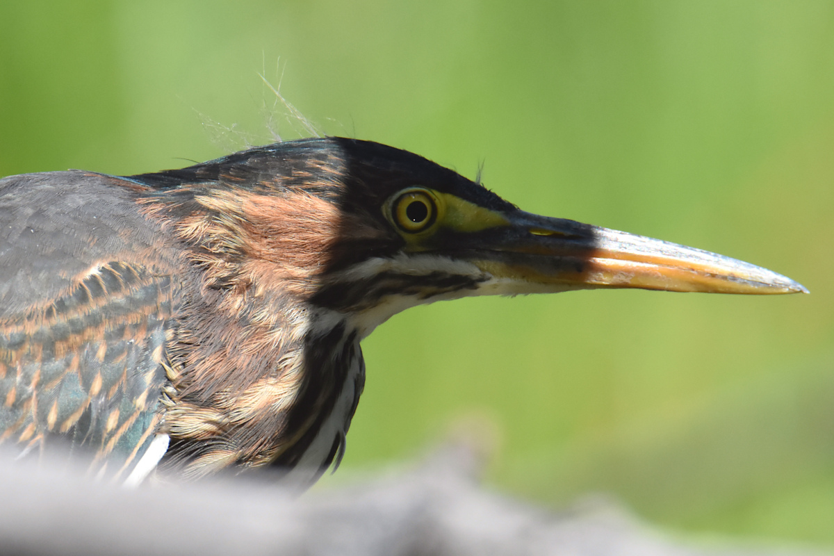 Lake Champlain Vacation