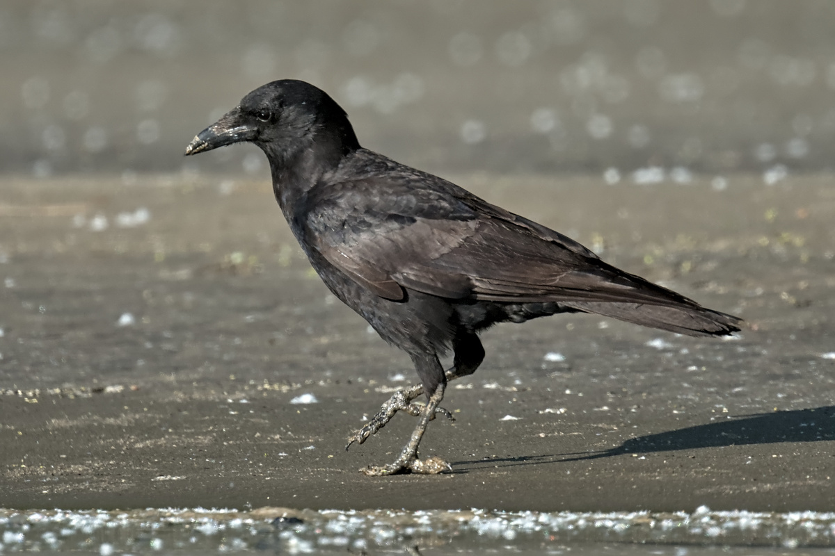Late Spring at Stockport Flats
