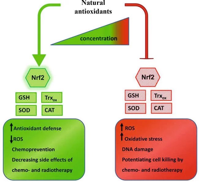 Cancer fautil prendre des antioxydants ? Julien Venesson ♣ Site