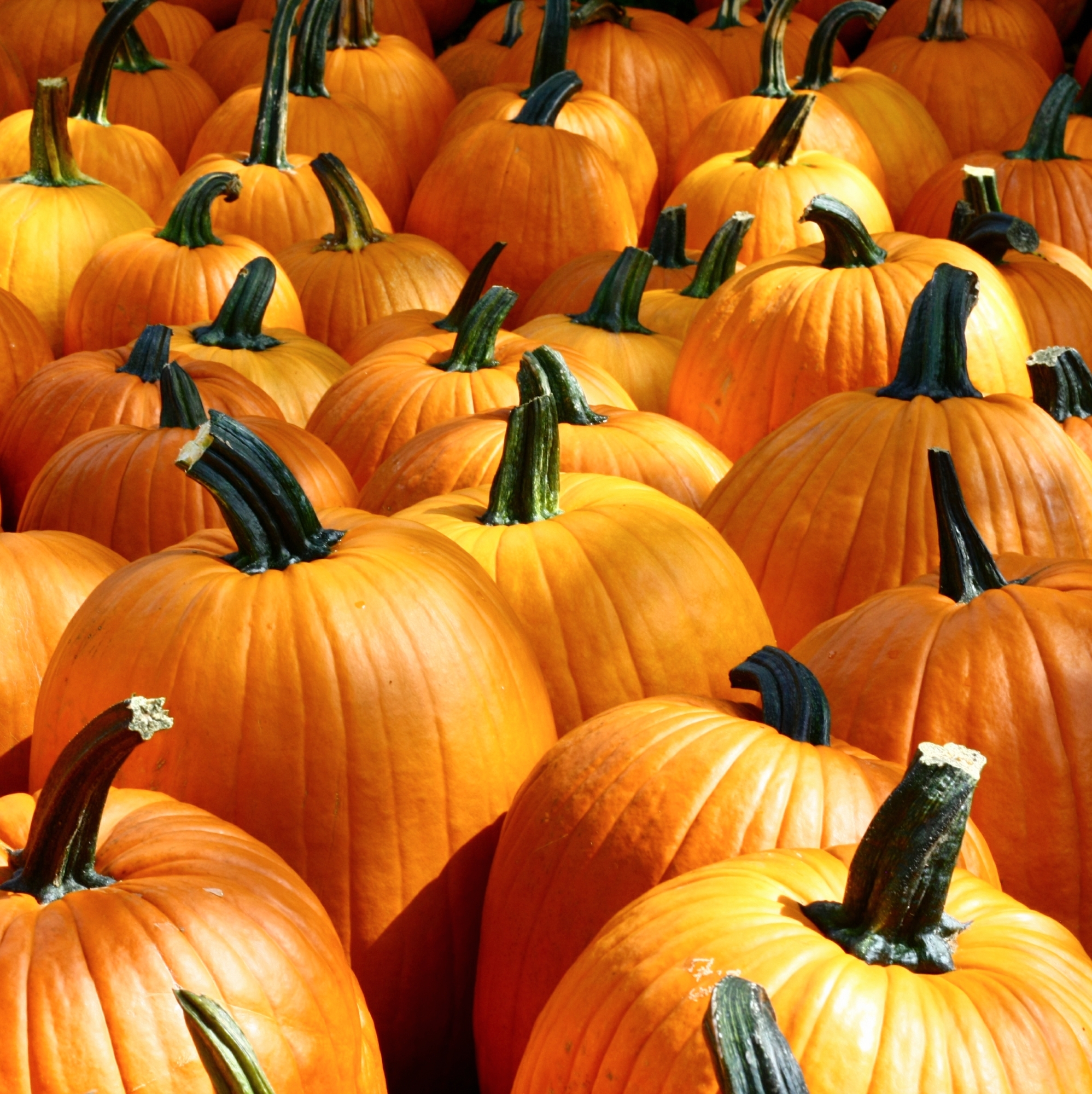 Favorite Pumpkin Bread Recipe