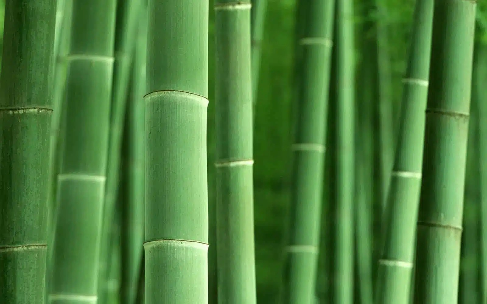 Green Bamboo
