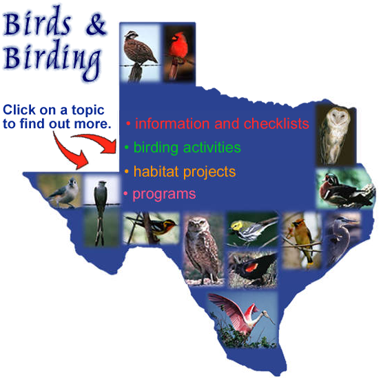 Birding Junction, TX