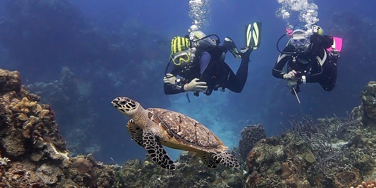Cozumel Diving with Jungle Divers Best Diving in the Caribbean