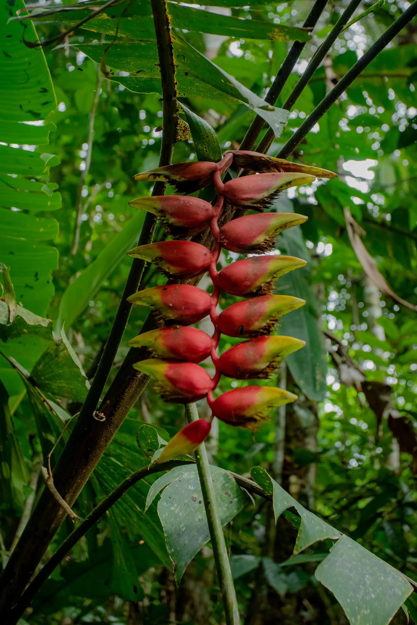 Amazon Rainforest Plants And Flowers
