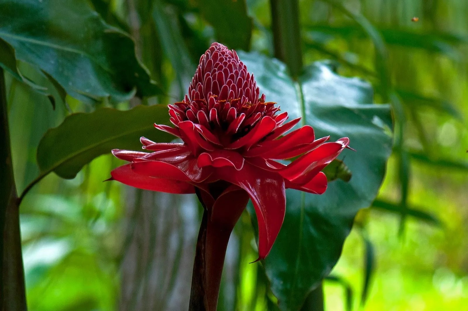 A Journey Through the Vibrant Amazon Plants