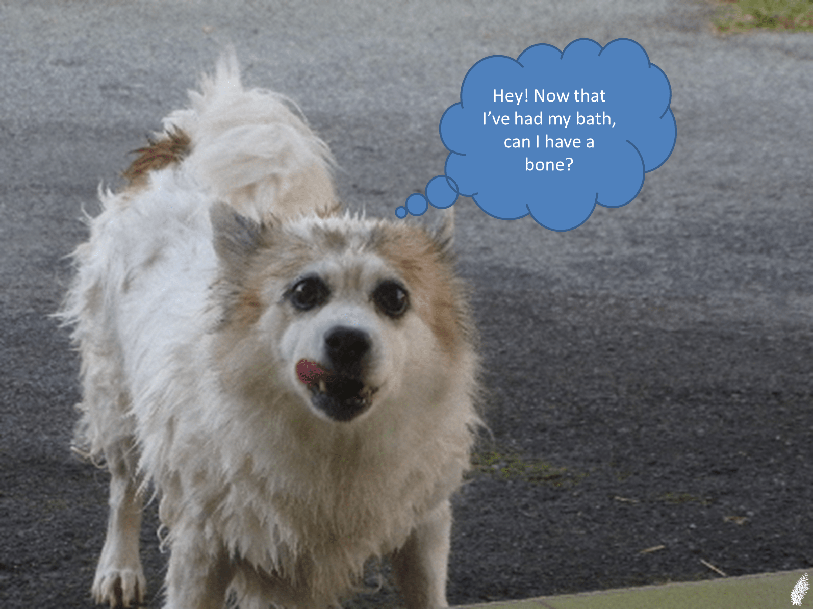 Pet Esthé Shampoo & Conditioner for longhaired dogs