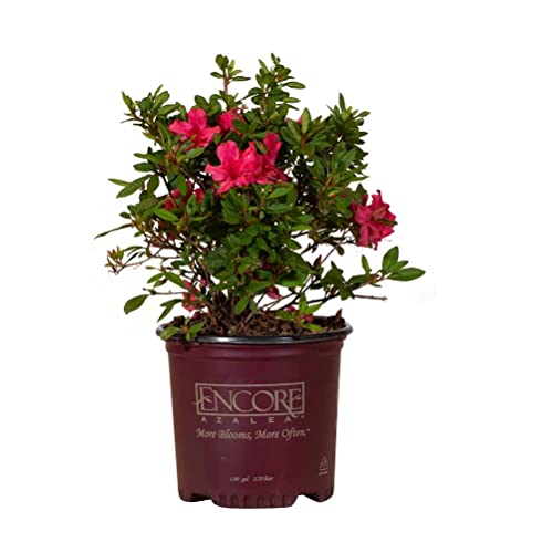 Best Flowering Shrubs For Full Sun (2024 Updated) Just A Taste