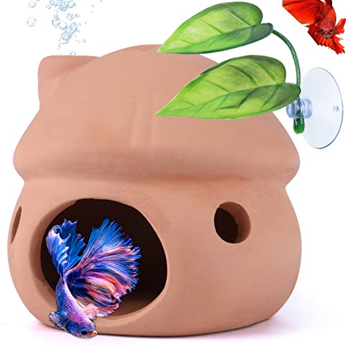 Best Tanks For Betta Fish (2024 Updated) Just A Taste