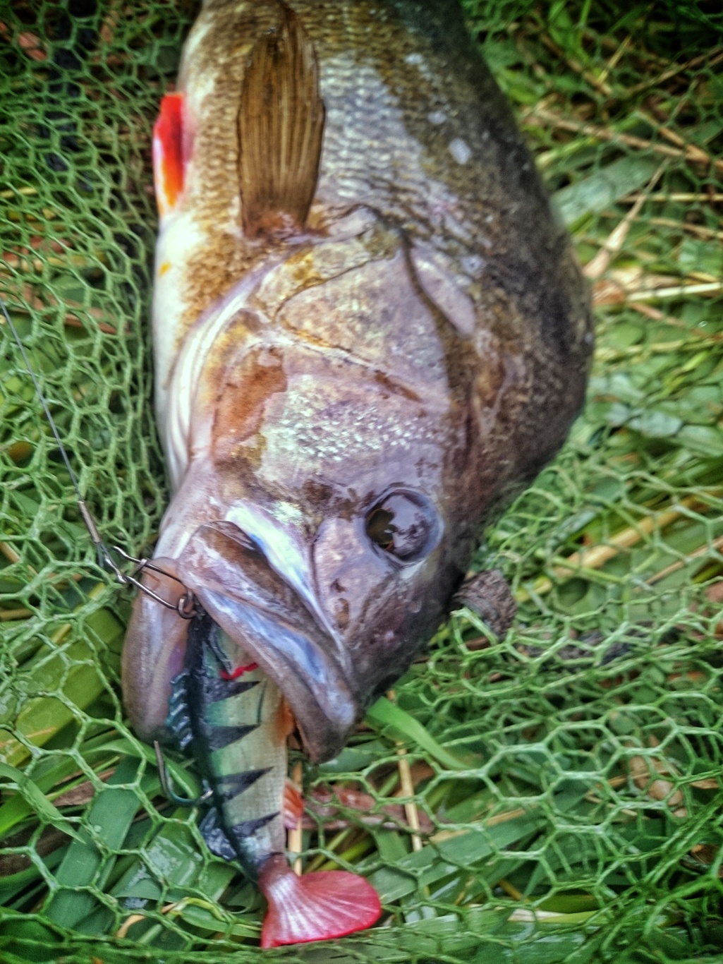 A Beginner's Guide to "Traditional" Freshwater UK Lure Fishing Angling