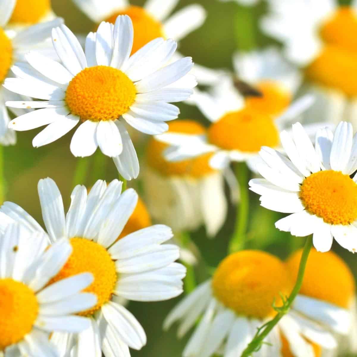 The health benefits of weeds and how you can use them today