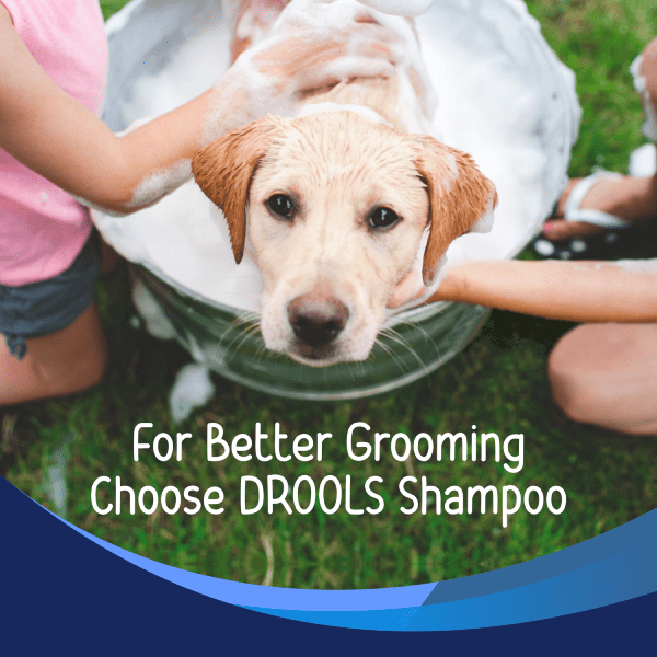Drools AntiDandruff and Itch Shampoo for Dogs 200 ml +1 Free Bathing