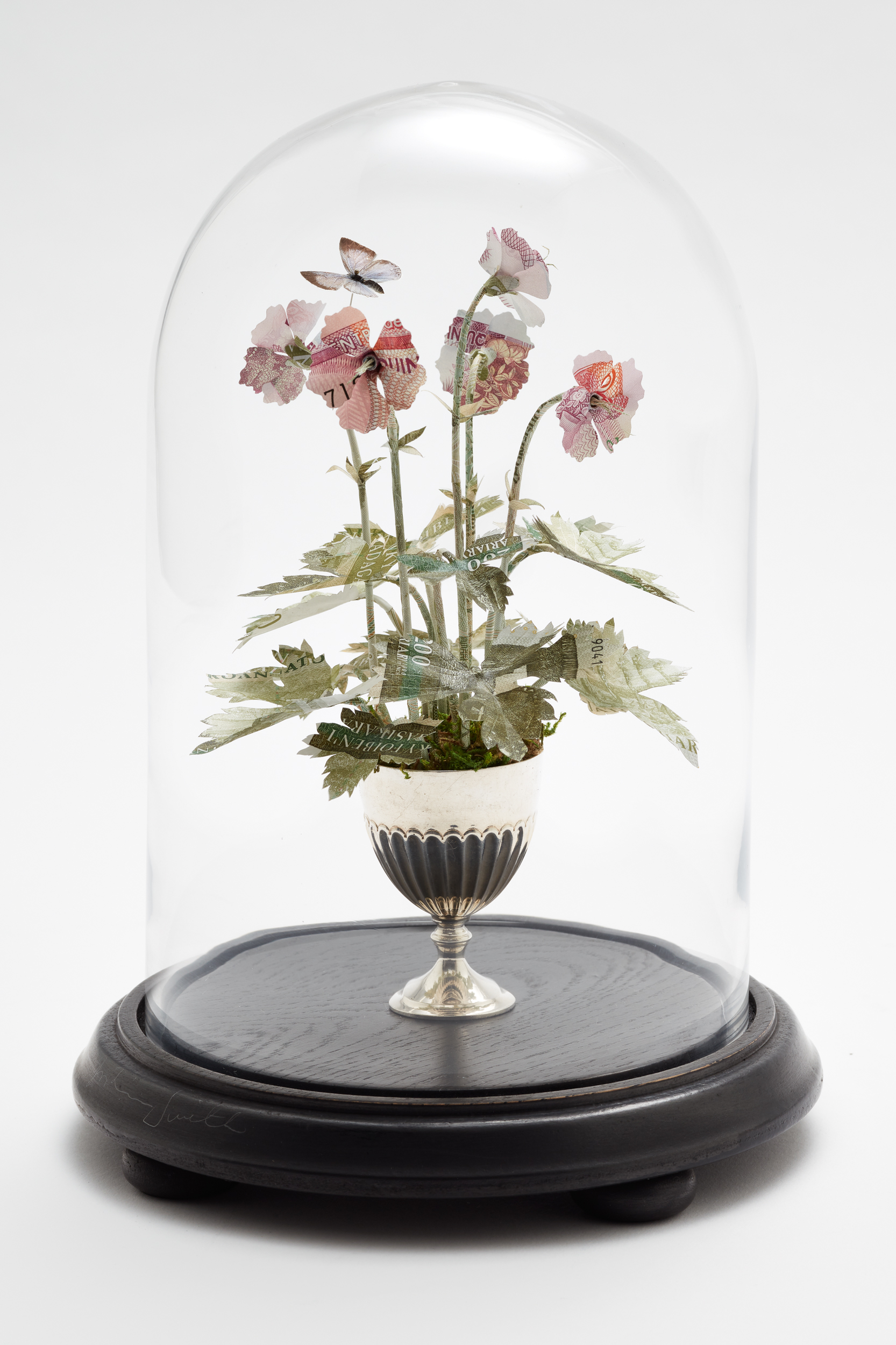 Specimen Geranium Endressii
