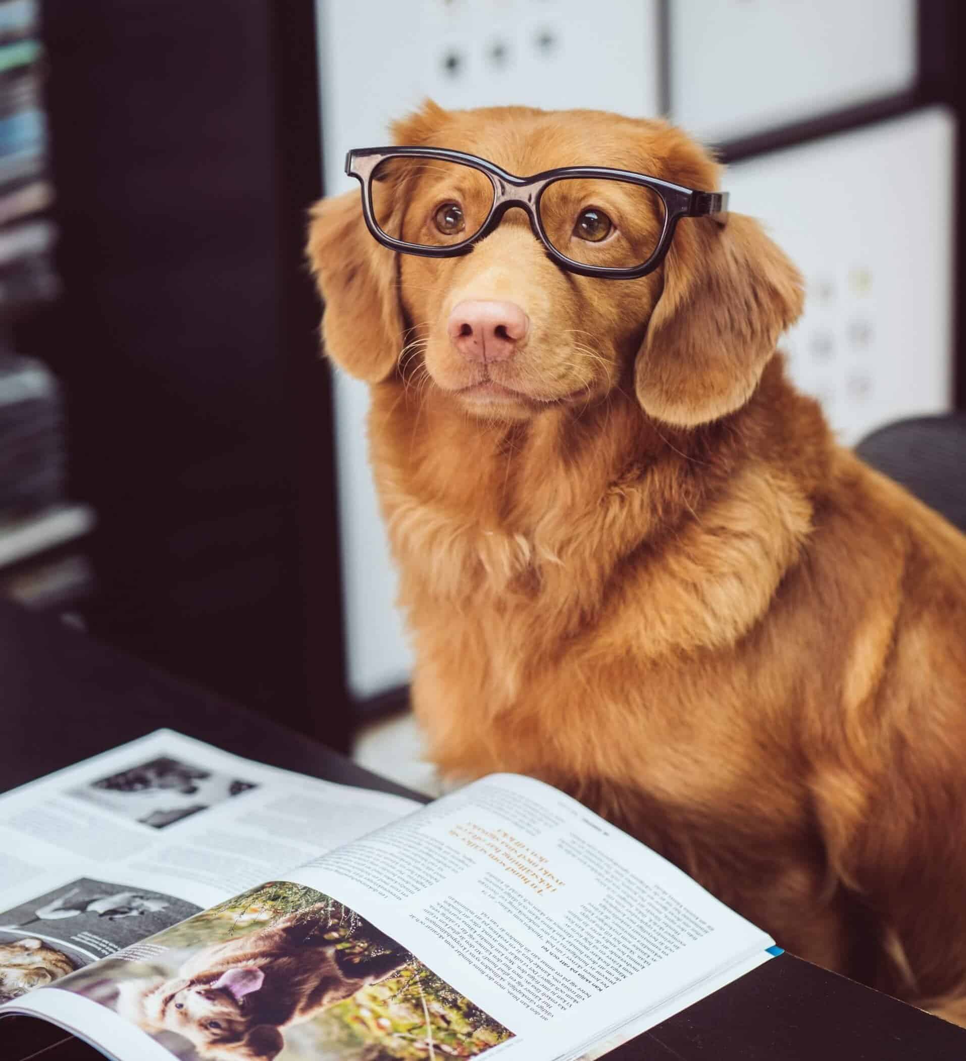 Pandas read_csv to DataFrames Python Pandas Tutorial Just into Data