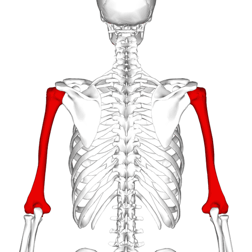 Broken Arm (Humerus) Settlements Averages, Car Accidents, Compensation